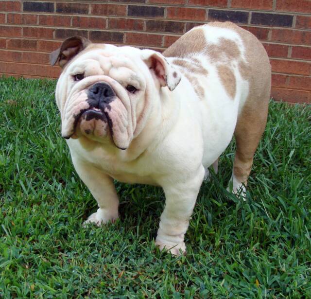 TTDogs - English Bulldog