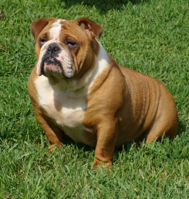 TTDogs - English Bulldog